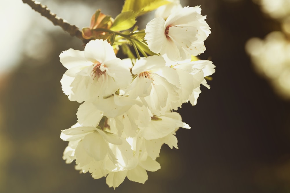 selective photography of cluster white flowers