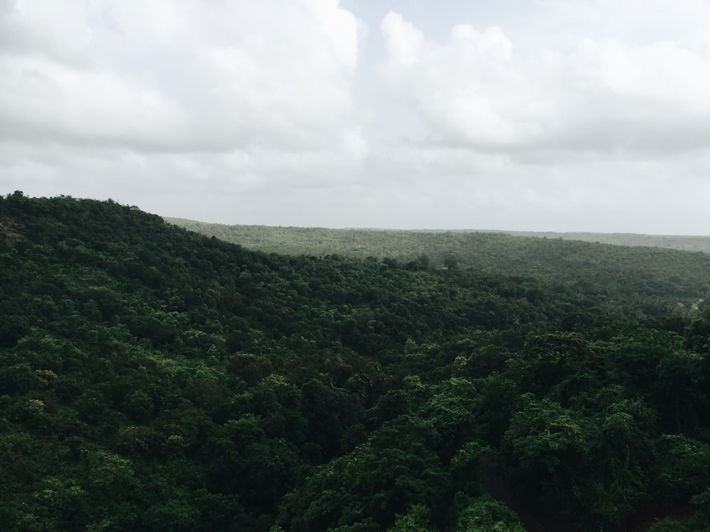 bird's eye photography of trees