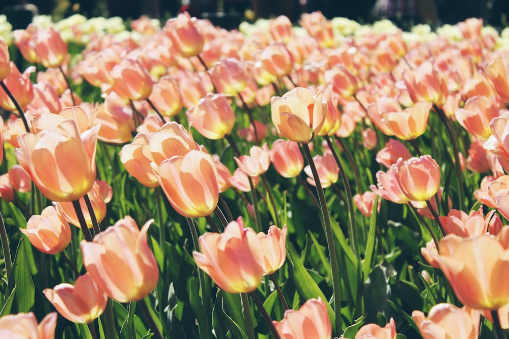 Les tulipes roses fleurissent pendant la journée