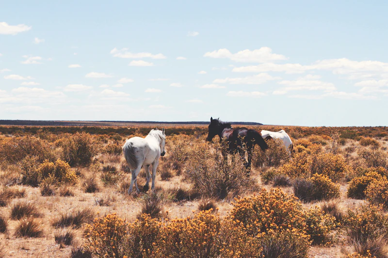Wild horses grazing on open steppe under a wide sky