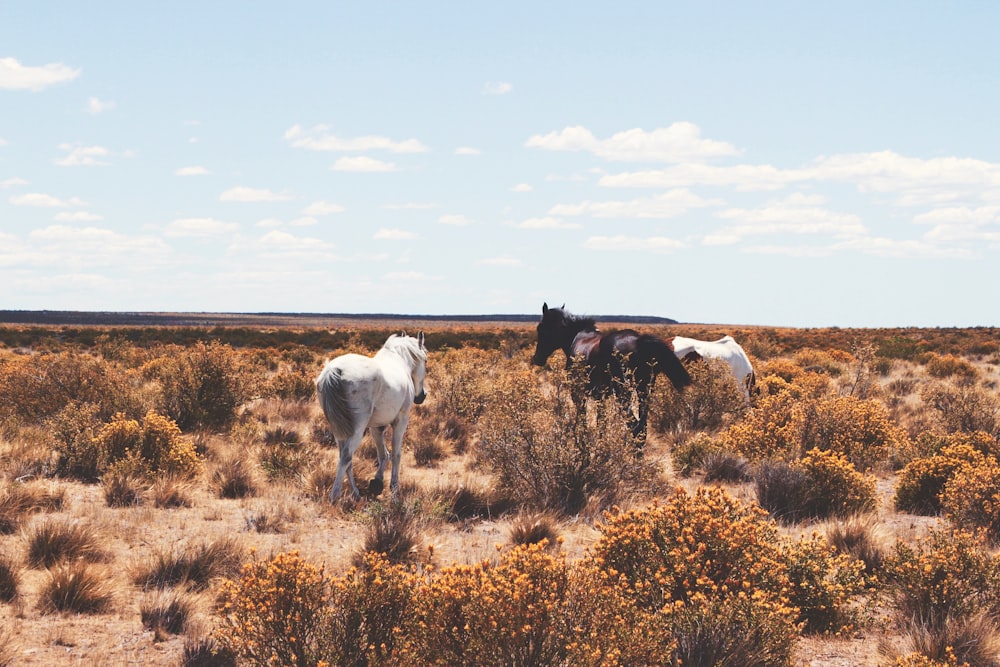 three white and black horses on open field