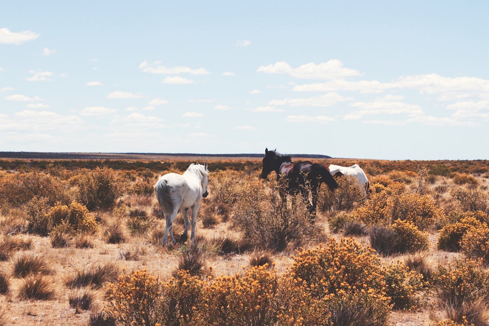 Tres caballos blancos y negros en campo abierto