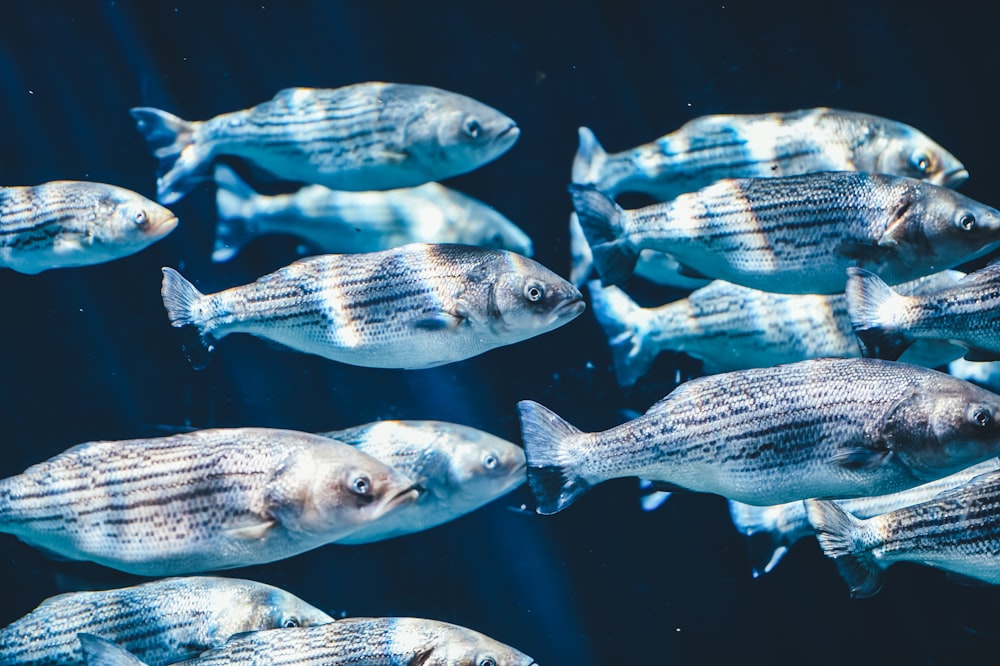 banc de poissons argentés