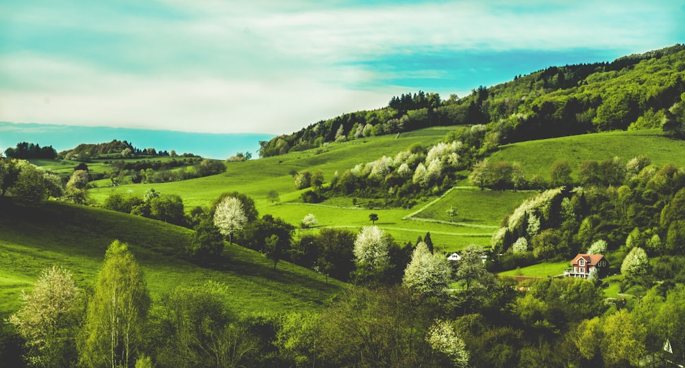 green grass field under blue sky during daytime