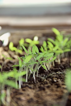 Close-up of seedlings growing in a greenhouse with soft natural light filtering through.