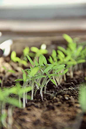 Close-up of rich soil with green seedlings growing under soft natural light.