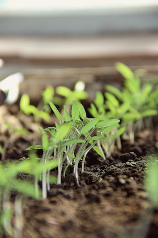 A close-up of lush green herbs growing in dark soil, bathed in soft natural light.