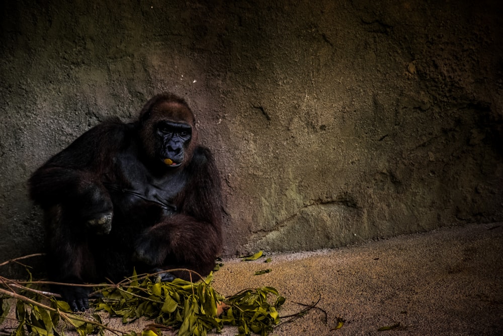 Schwarzer Gorilla sitzt in der Nähe einer grünen Pflanze