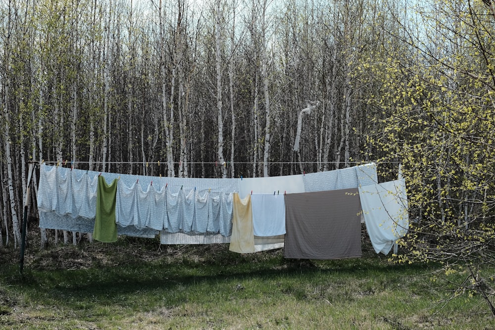 gray text hang to dry near forest tress