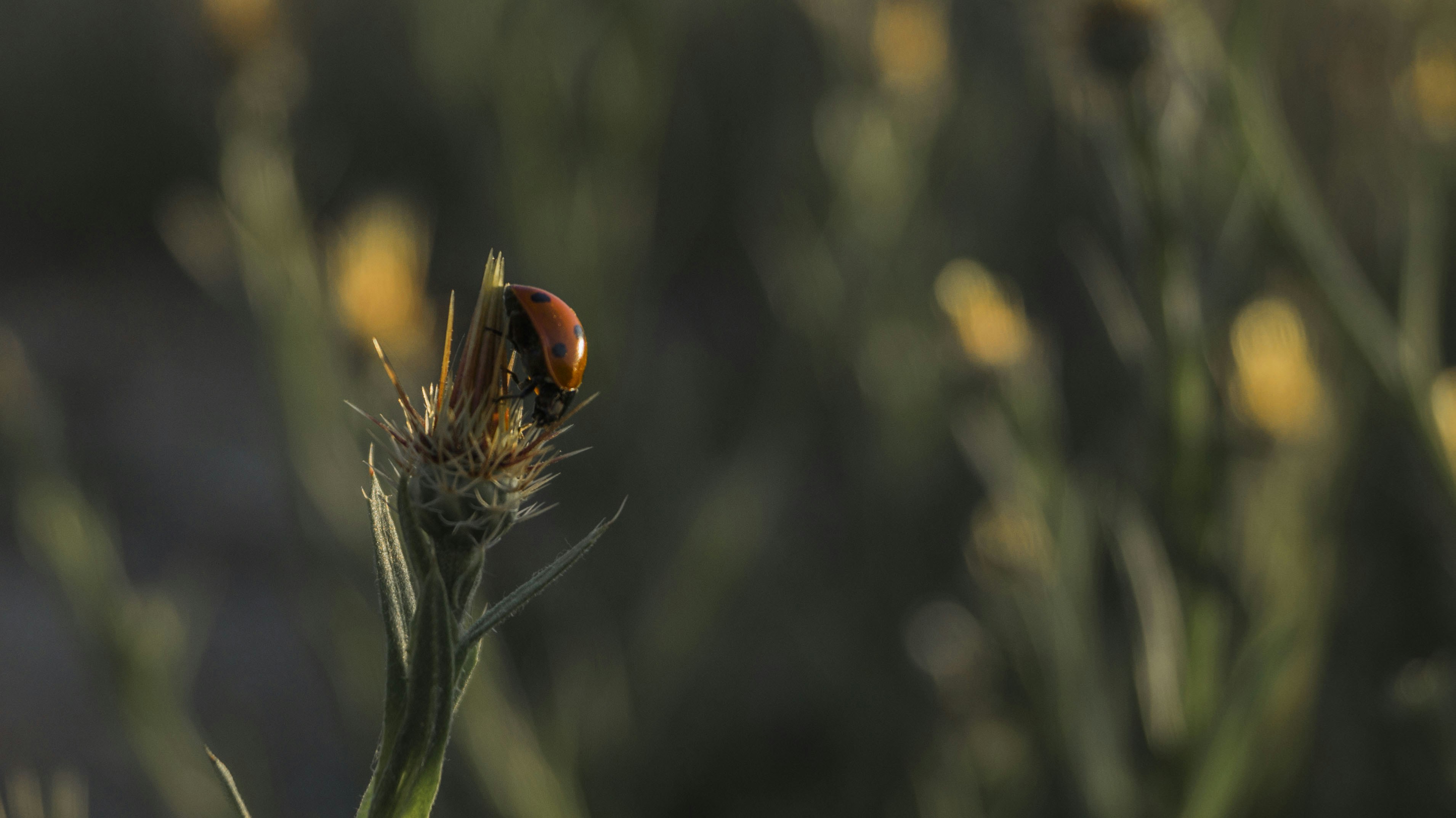 Free Unsplash photo from Timo Malzbender