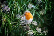 oiseuax, mangeoires, haies, biodiversité, saisons