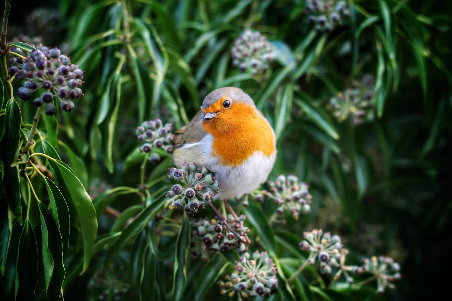 white and yellow bird perching on green petaled flower