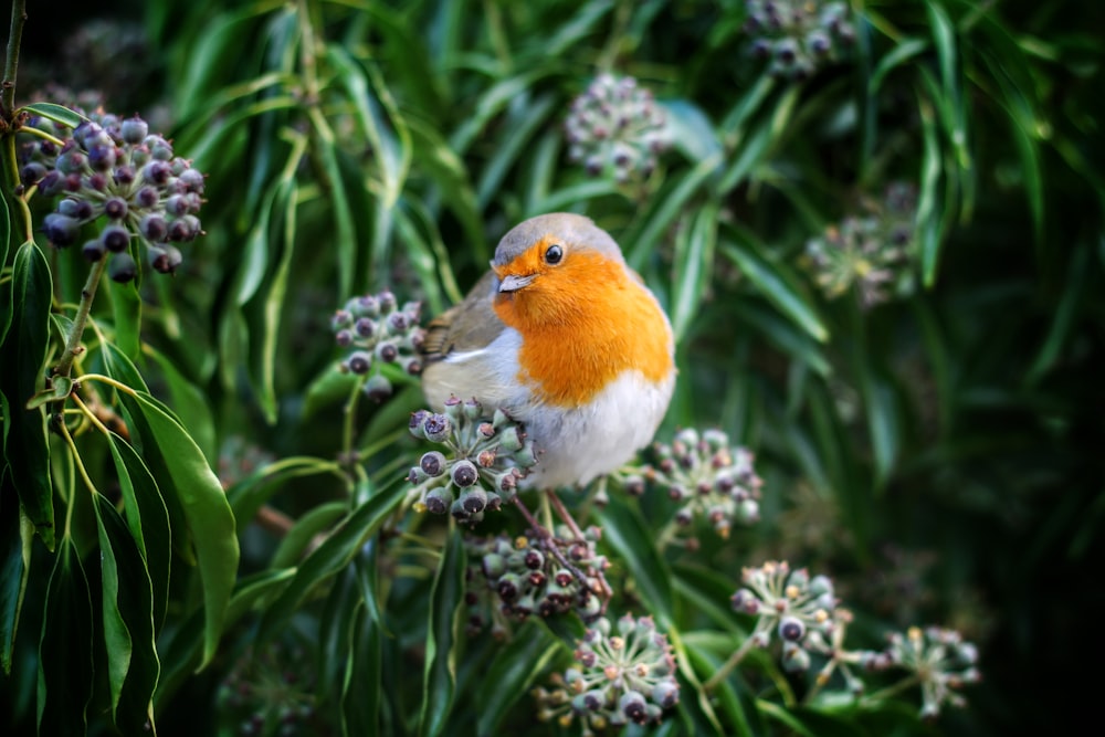 Weißer und gelber Vogel sitzt auf grünblättriger Blume