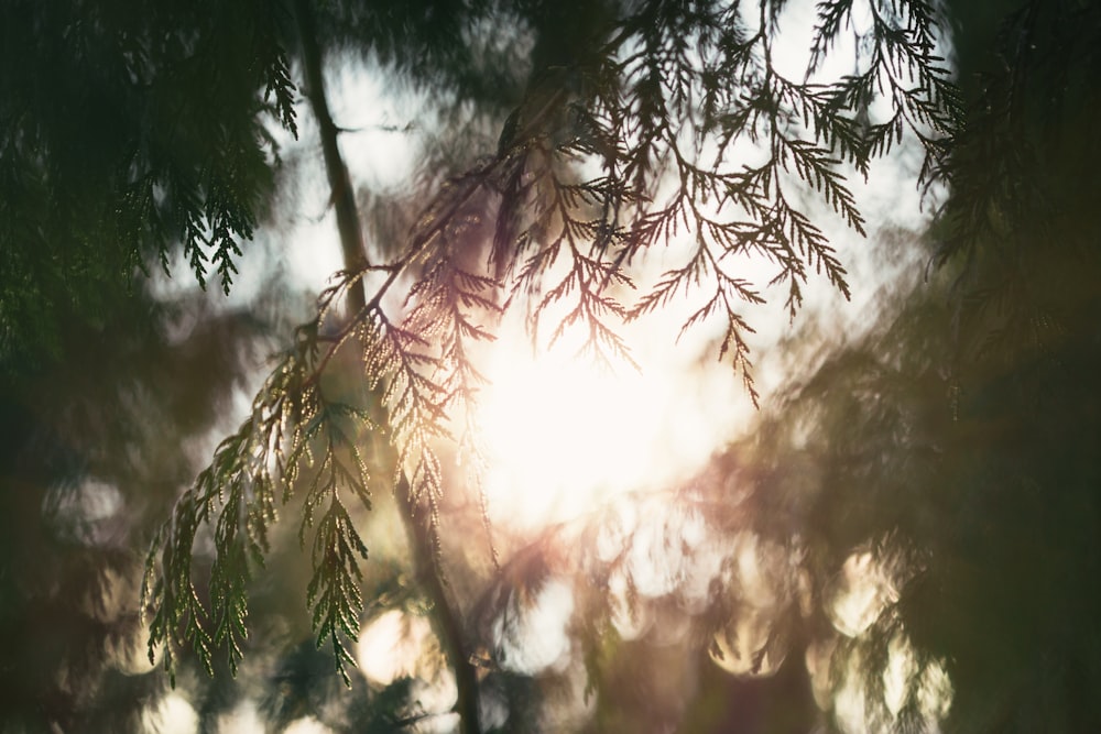 green leafed tree bokeh lights