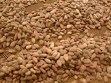 A large quantity of cocoa beans spread out over a perforated surface, possibly for drying or inspection. The beans vary in size and color, ranging from light brown to darker shades.