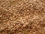 Golden cacao beans drying under the warm Peruvian sun.