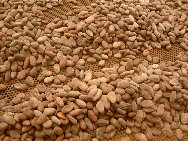 A large quantity of cocoa beans spread out over a perforated surface, possibly for drying or inspection. The beans vary in size and color, ranging from light brown to darker shades.