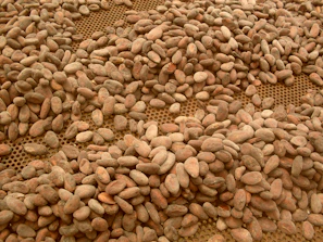 Golden cacao beans drying under the warm Peruvian sun.