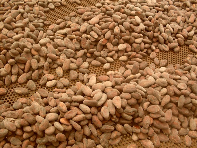 A large quantity of cocoa beans spread out over a perforated surface, possibly for drying or inspection. The beans vary in size and color, ranging from light brown to darker shades.