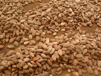La Trazabilidad y Sostenibilidad en la Cadena de Suministro del Cacao