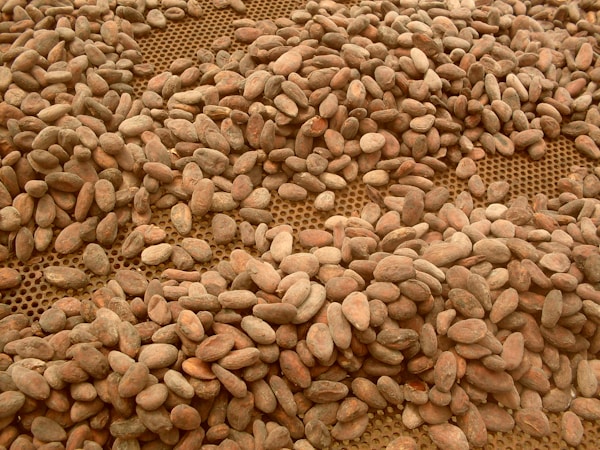 La Trazabilidad y Sostenibilidad en la Cadena de Suministro del Cacao