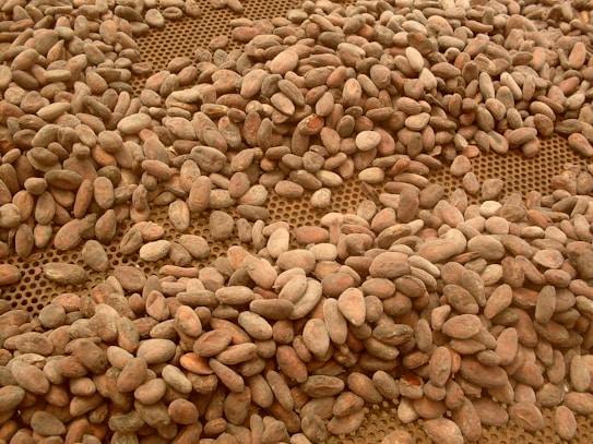 A large quantity of cocoa beans spread out over a perforated surface, possibly for drying or inspection. The beans vary in size and color, ranging from light brown to darker shades.