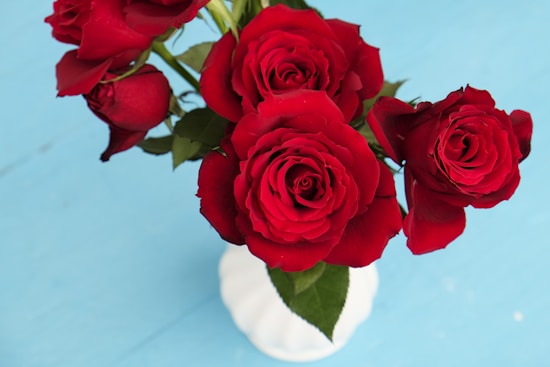A bouquet of vibrant red roses arranged in a white vase against a soft blue background. The roses are fresh, with velvety petals and deep green leaves providing contrast. The arrangement is centered and captures a classic, elegant aesthetic.