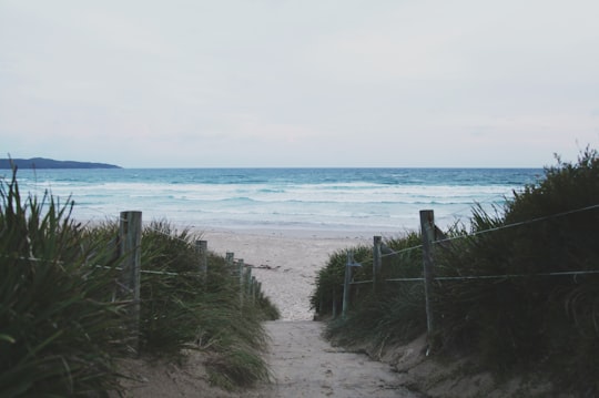 footpath between green leafed bushes leading to seashore in Jervis Bay Territory Australia