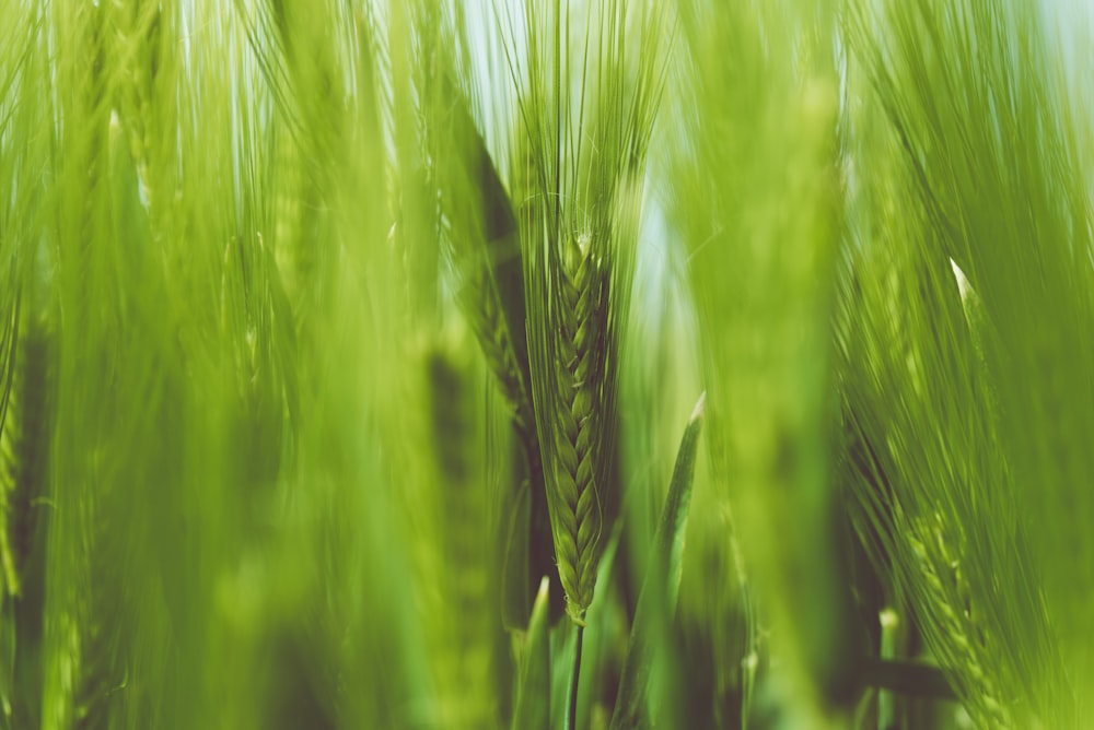 green wheat