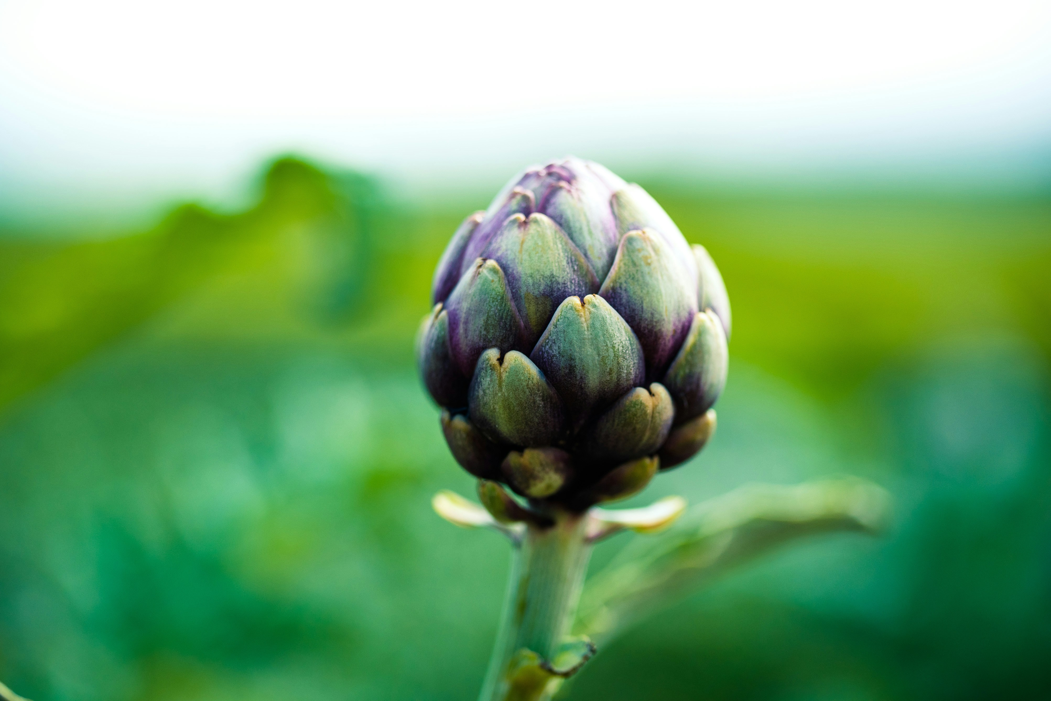 Free Unsplash photo from Guillaume de Germain