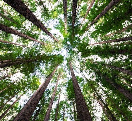 low angle photography of green trees