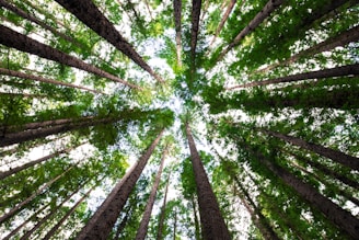 low angle photography of green trees