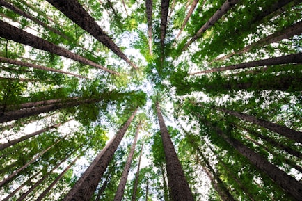 low angle photography of green trees