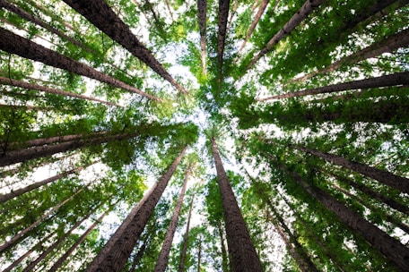 low angle photography of green trees