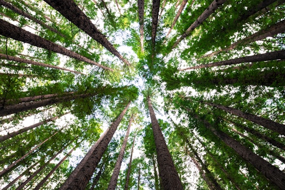 carbon offsetting