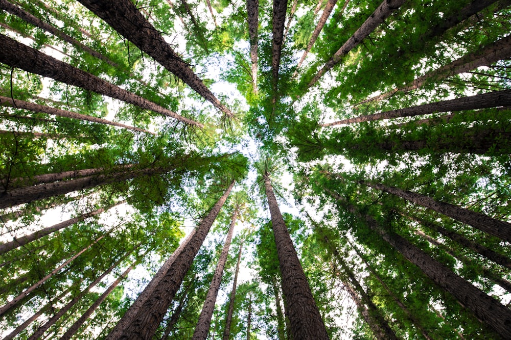 緑の木々のローアングル写真