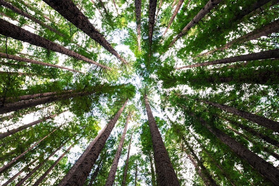 Forest and treetops - the first metaphor in Joy Marie Clarkson's You Are a Tree