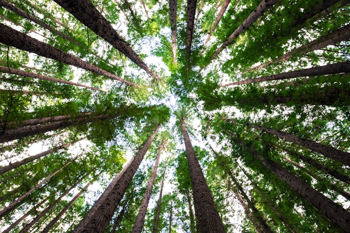 The Future of Trees: The Importance of Reforestation and Conservation Efforts