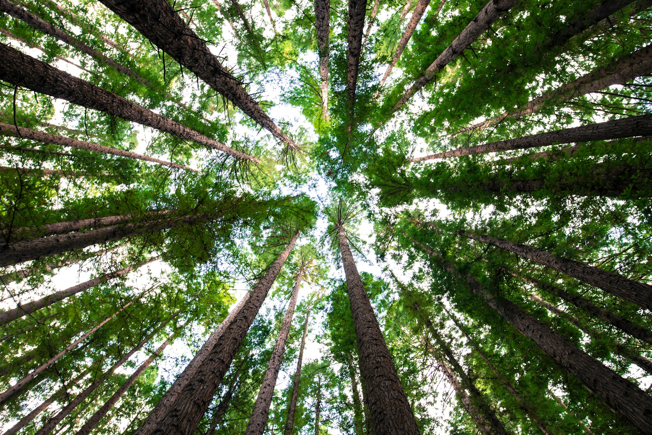 दुनिया के टॉप 5 महंगे पेड़- Expensive trees in the world