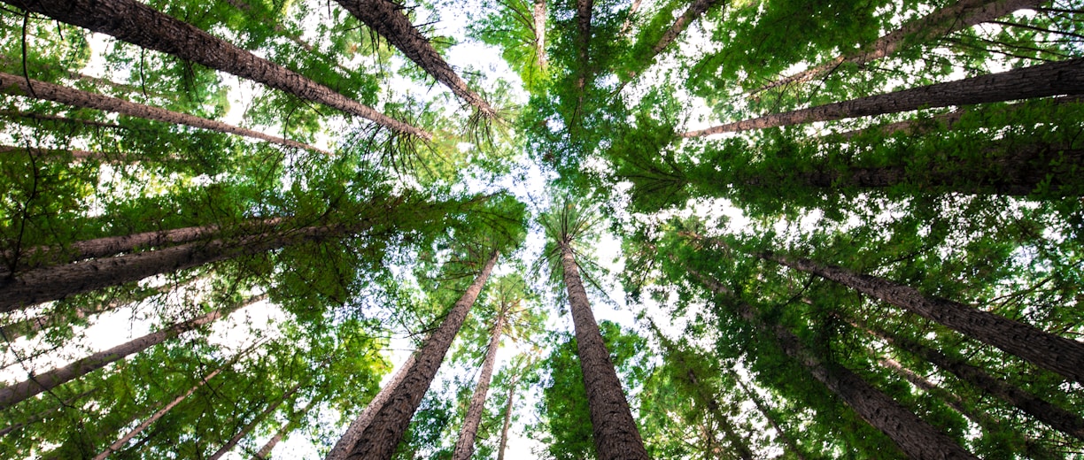 low angle photography of green trees