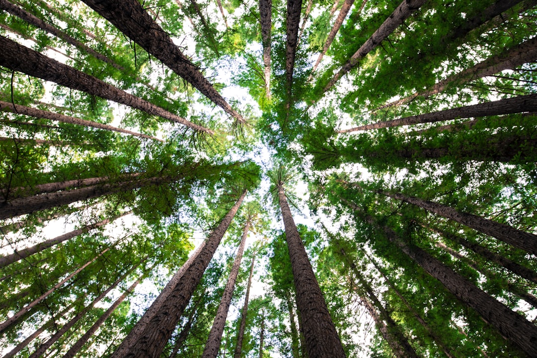 photo of Warburton Forest near Toorongo Falls Walk