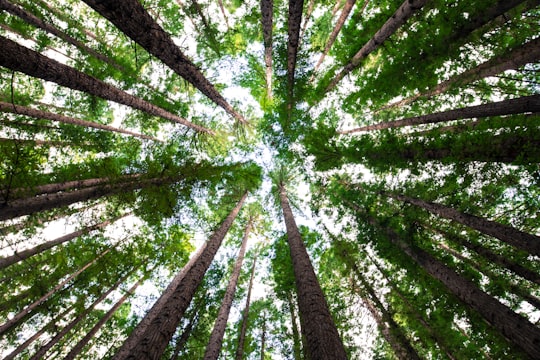 low angle photography of green trees in Warburton Australia