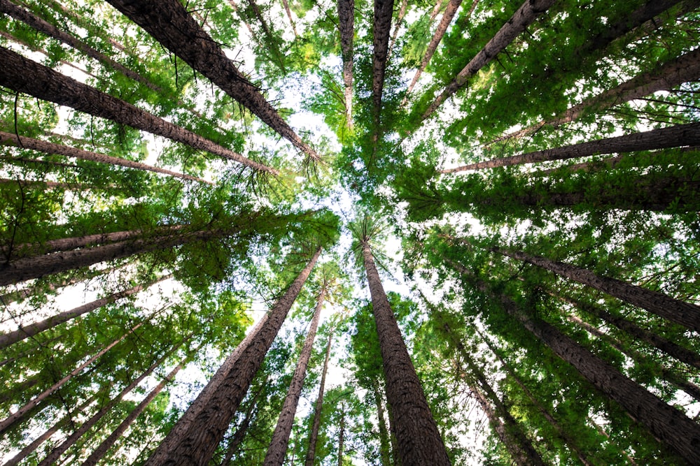fotografía de ángulo bajo de árboles verdes
