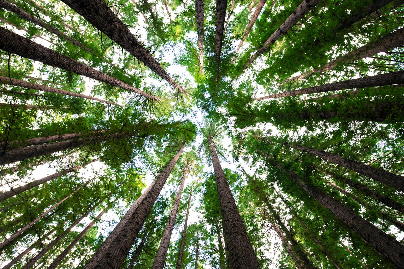 Deep forest with light between old trunks
