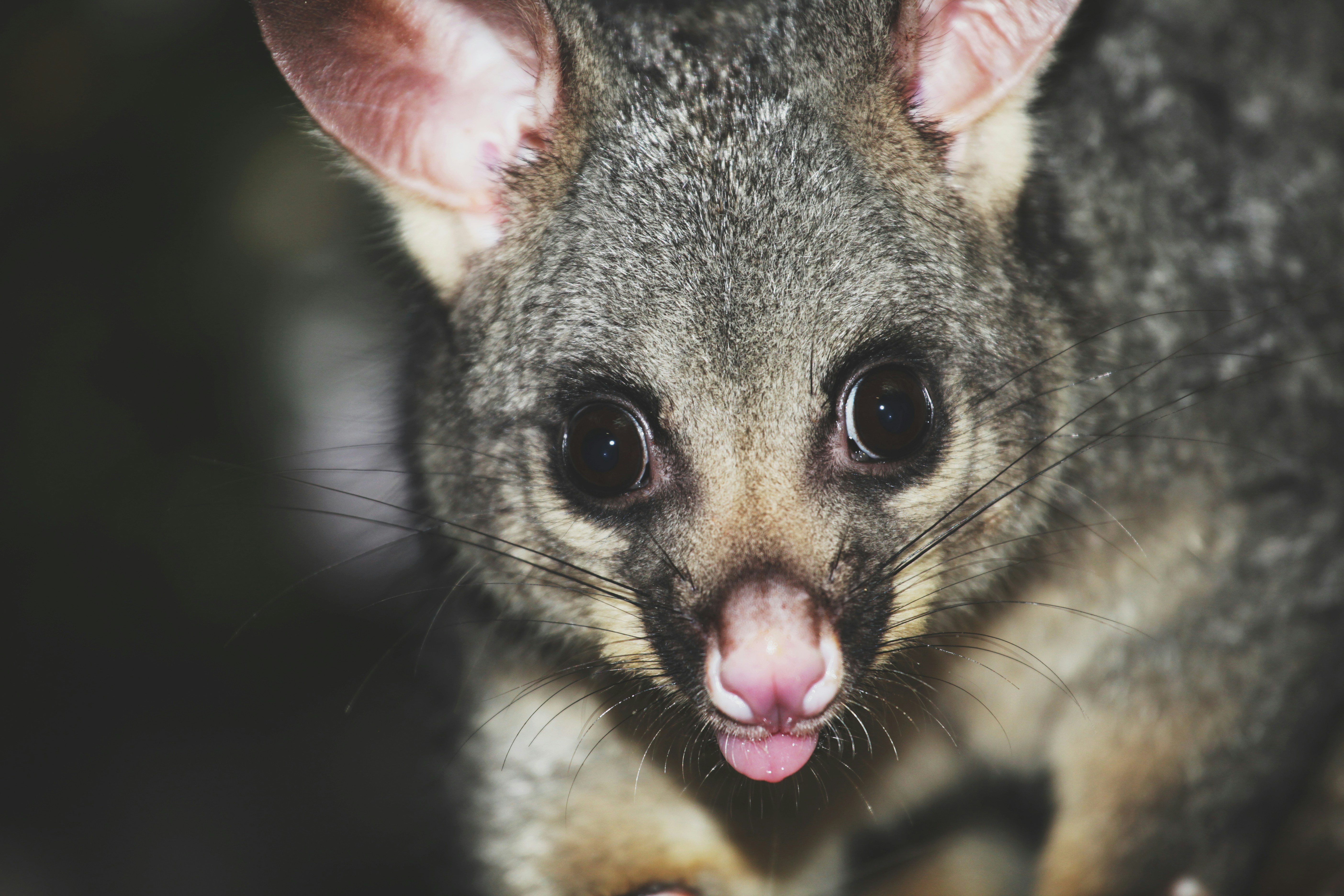 Сахарная белка (поссум): особенности породы