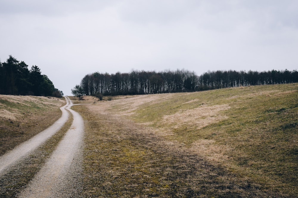 pathway between green grass