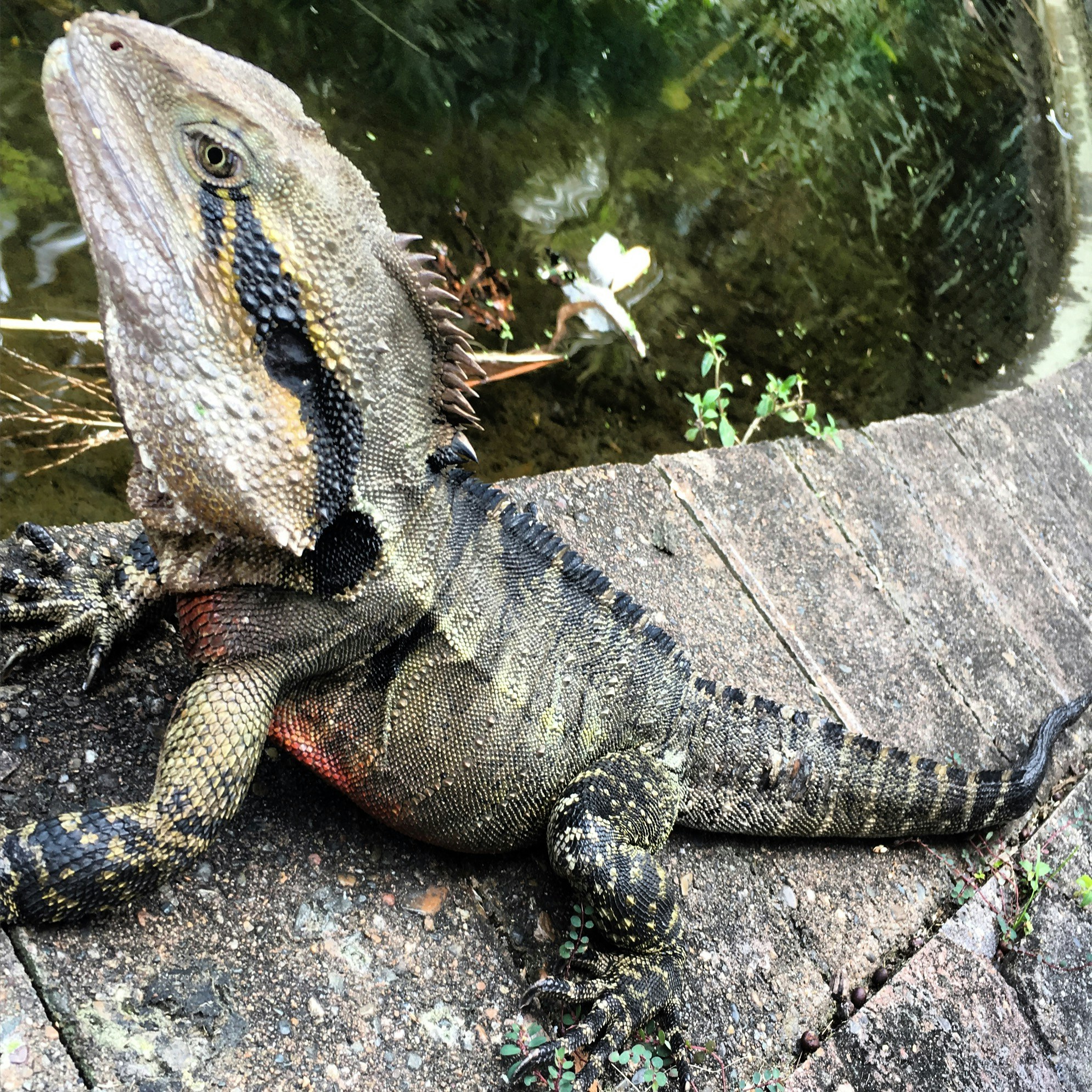 Free Unsplash photo from Frank Diete