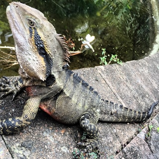 A large reptile with textured, scaly skin rests on a flat, stone surface by the edge of a pond. The reptile has a pronounced crest running along its back. Vegetation and water are visible in the background.