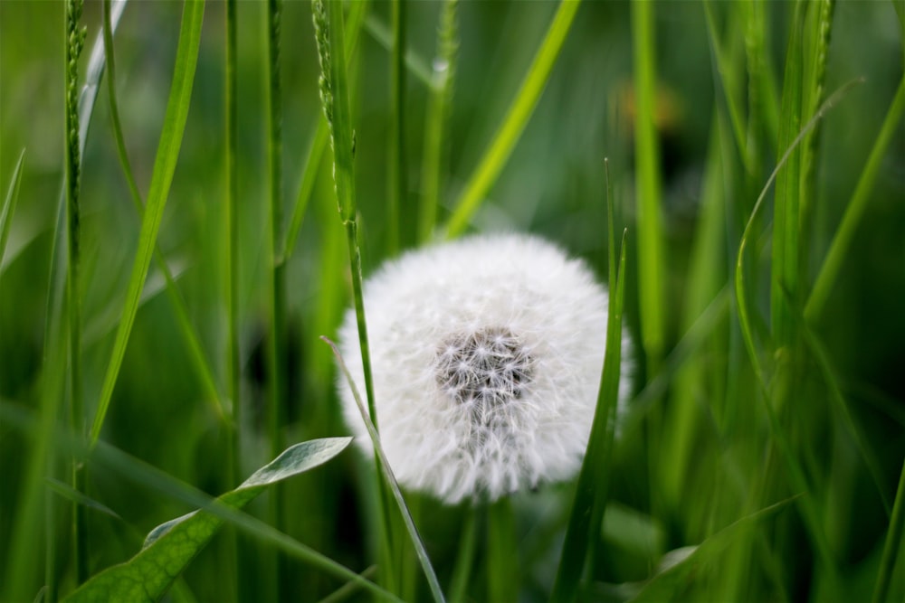 Diente de león blanco