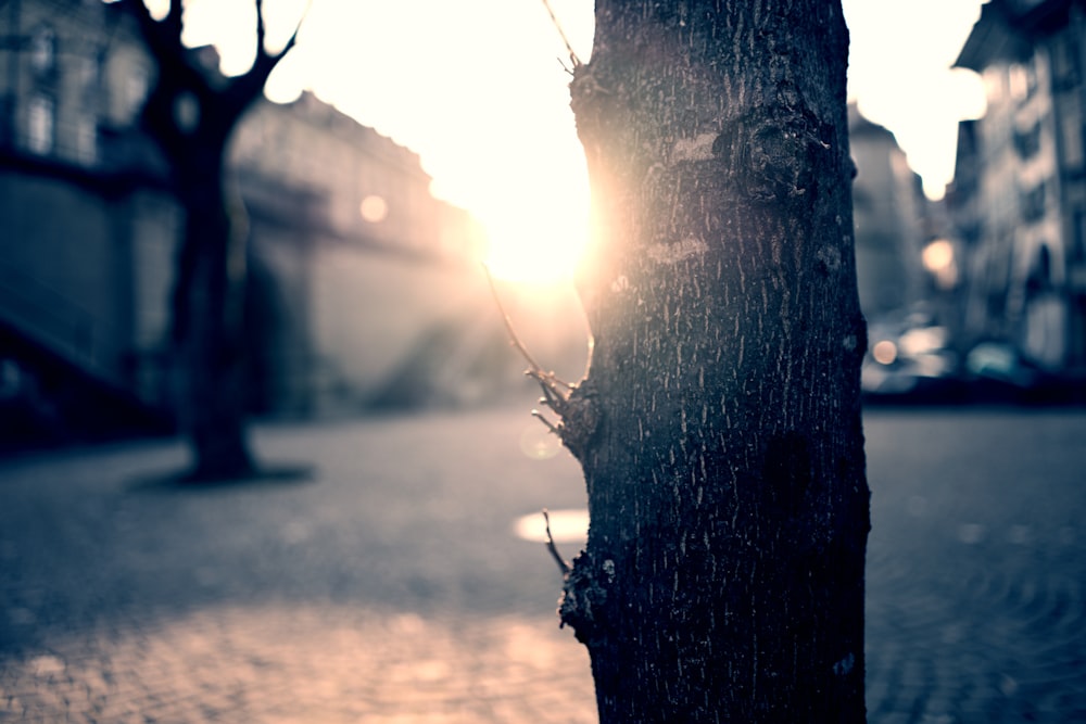 Photographie sélective du tronc d’arbre